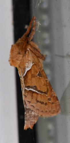 Triodia sylvina